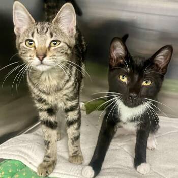 Domestic Short Hair Cats Available for Adoption - Bambi | PetCurious