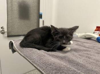 50 Count Combonation Pizza Rolls -  Domestic Short Hair Cat for Adoption in Kansas City, Missouri - 50 Count Combonation Pizza Rolls | PetCurious