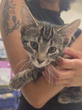 Classy        GFRCC -  Domestic Short Hair Cat for Adoption in Metamora, Illinois - Classy        GFRCC | PetCurious