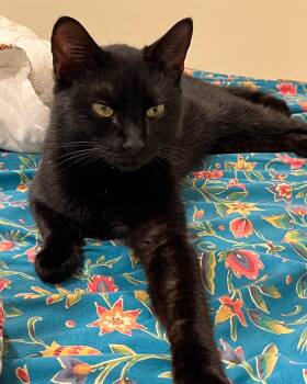 Joe Black -  Domestic Short Hair Cat for Adoption in Bridgeport, Connecticut - Joe Black | PetCurious