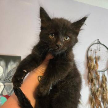 Maine Coon Cats Available for Adoption - Jasper | PetCurious