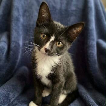 Jerry -  Domestic Short Hair Cat for Adoption in Wyandotte, Michigan - Jerry | PetCurious
