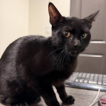 Batman -  Domestic Short Hair Cat for Adoption in Tampa, Florida - Batman | PetCurious