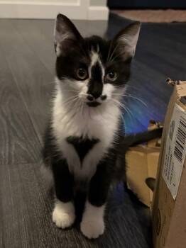 Rescue Domestic Short Hair Cats for Adoption in Warrington, Pennsylvania - Honeysuckle (Forrest Litter E) | PetCurious