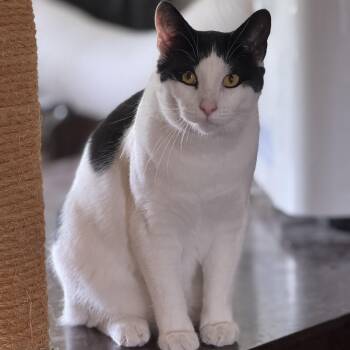 Merlot -  Domestic Short Hair Cat for Adoption in Ellensburg, Washington - Merlot | PetCurious