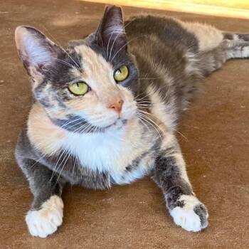 Ginger -  Domestic Short Hair Cat for Adoption in Tucson, Arizona - Ginger | PetCurious