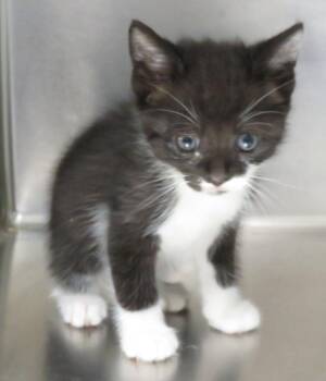 Homer -  Domestic Short Hair Cat for Adoption in Lexington, Virginia - Homer | PetCurious