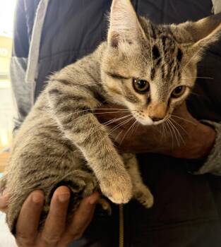 Alice -  Domestic Short Hair Cat for Adoption in Deming, New Mexico - Alice | PetCurious