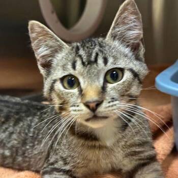 Sand Tiger -  Domestic Short Hair Cat for Adoption in Walnut Creek, California - Sand Tiger | PetCurious