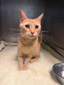 Chester -  Domestic Short Hair Cat for Adoption in Williamsport, Pennsylvania - Chester | PetCurious