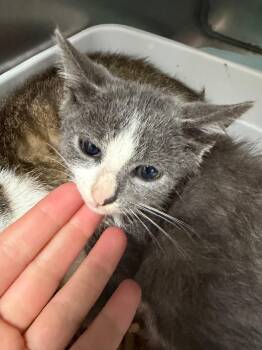 Porter Kitten 4 -  Domestic Short Hair Cat for Adoption in Morgantown, Kentucky - Porter Kitten 4 | PetCurious