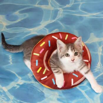 Rescue Domestic Short Hair Cats for Adoption in Fairway, Kansas - Poonum | PetCurious