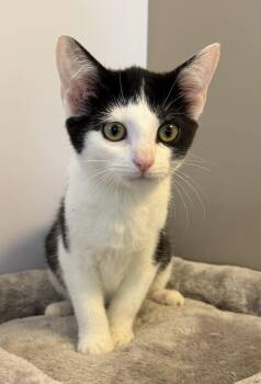Croissant -  Domestic Short Hair Cat for Adoption in Elkins, West Virginia - Croissant | PetCurious
