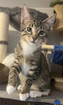 Rescue Domestic Short Hair Cats for Adoption in South Lyon, Michigan - Reeve | PetCurious