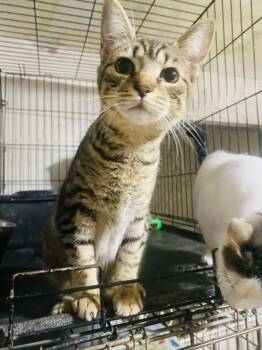 Rescue Domestic Short Hair Cats for Adoption - HOLLY | PetCurious