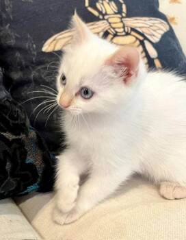 Lumi -  Domestic Short Hair Cat for Adoption in Herndon, Virginia - Lumi | PetCurious