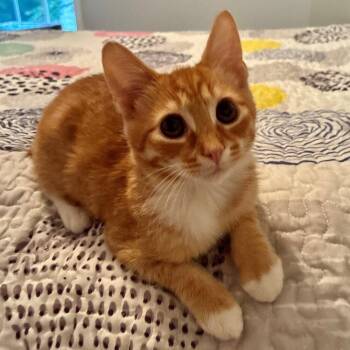 Holden -  Domestic Short Hair Cat for Adoption in Candler, North Carolina - Holden | PetCurious