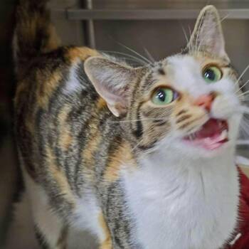 Joei -  Domestic Short Hair Cat for Adoption in Plover, Wisconsin - Joei | PetCurious