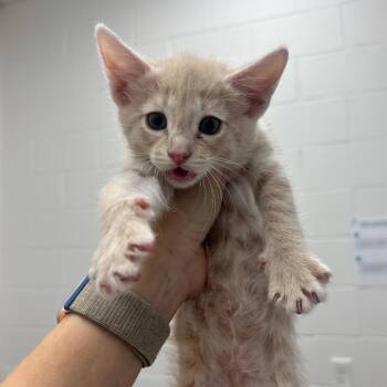 Caterpillar -  Domestic Short Hair Cat for Adoption in Corpus Christi, Texas - Caterpillar | PetCurious