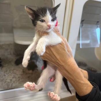 Domestic Short Hair Cats Available for Adoption - Mary-Kate | PetCurious