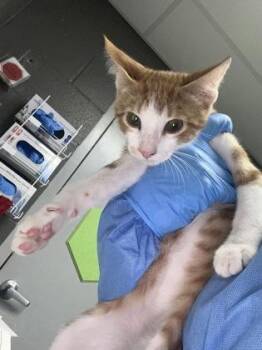 Dr. Thunder -  Domestic Short Hair Cat for Adoption in Fort Worth, Texas - Dr. Thunder | PetCurious