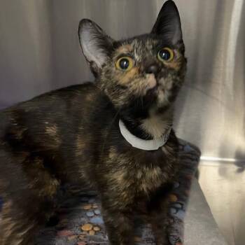 Evangeline -  Domestic Short Hair Cat for Adoption in Georgetown, Kentucky - Evangeline | PetCurious