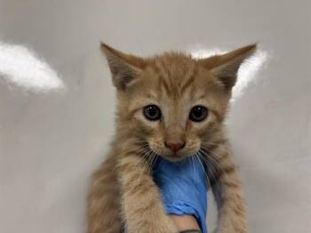 PUDDING -  Domestic Short Hair Cat for Adoption in Ontario, California - PUDDING | PetCurious