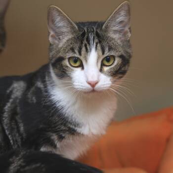 Rescue Domestic Short Hair Cats for Adoption in Los Angeles, California - Elle Driver | PetCurious