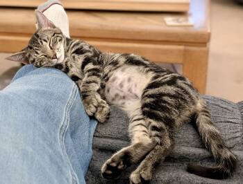 Tabby and Domestic Short Hair Cats Available for Adoption - Emmy | PetCurious