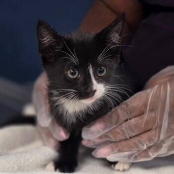 Rio -  Domestic Short Hair Cat for Adoption in Newark, New Jersey - Rio | PetCurious