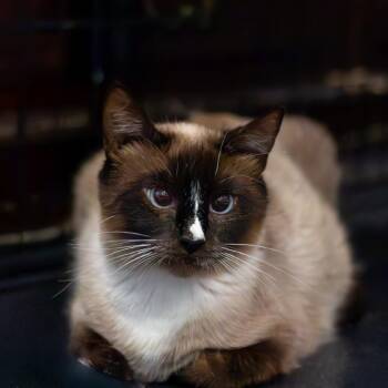 Kenari -  Domestic Short Hair Cat for Adoption in Salt Lake City, Utah - Kenari | PetCurious