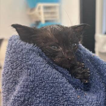 Squirt -  Domestic Short Hair Cat for Adoption in Corpus Christi, Texas - Squirt | PetCurious