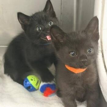 Springfield -  Domestic Short Hair Cat for Adoption in Hawthorne, California - Springfield | PetCurious