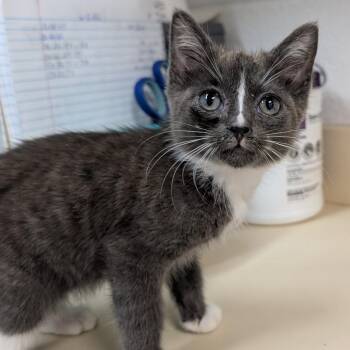 Boots -  Domestic Short Hair Cat for Adoption in Ardmore, Oklahoma - Boots | PetCurious