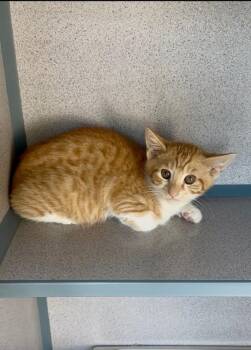 Kaipo -  Domestic Short Hair Cat for Adoption in Montgomery, New Jersey - Kaipo | PetCurious