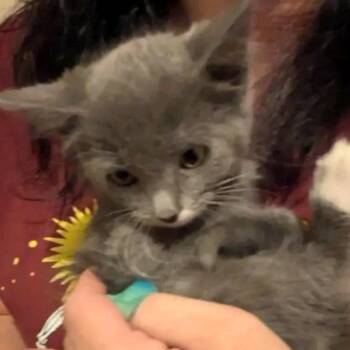 Sirin -  Domestic Short Hair Cat for Adoption in Cedaredge, Colorado - Sirin | PetCurious