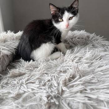 Scribble -  Domestic Short Hair and Tuxedo Cat for Adoption in Mastic, New York - Scribble | PetCurious