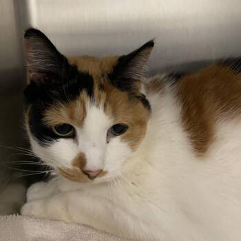 Domestic Short Hair Cats Available for Adoption in Ballston Spa, New York - Callie | PetCurious