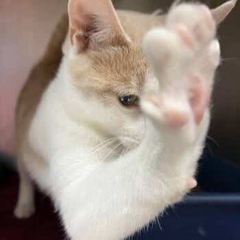 Sherbert -  Domestic Short Hair Cat for Adoption in York, Pennsylvania - Sherbert | PetCurious