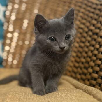 Domestic Short Hair and Russian Blue Cats Available for Adoption in Mastic, New York - Misty | PetCurious