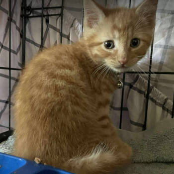 Rescue Domestic Short Hair Cats for Adoption in Nashville, Tennessee - Saffron | PetCurious