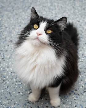 Fix it Felix bonded with Wreck it Ralph -  Domestic Short Hair Cat for Adoption in Boone, Iowa - Fix It Felix Bonded With Wreck It Ralph | PetCurious