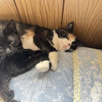 Willa -  Domestic Medium Hair and Domestic Short Hair Cat Available for Adoption in Gwinn, Michigan - Willa | PetCurious