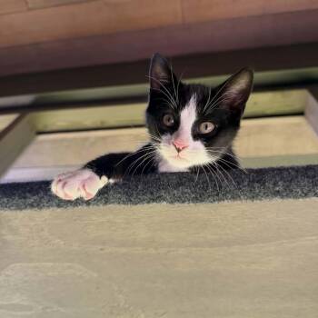 Sneezy -  Domestic Short Hair Cat for Adoption in Gladstone, Oregon - Sneezy | PetCurious