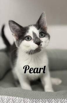 Pearl -  Domestic Short Hair Cat for Adoption in Manistee, Michigan - Pearl | PetCurious