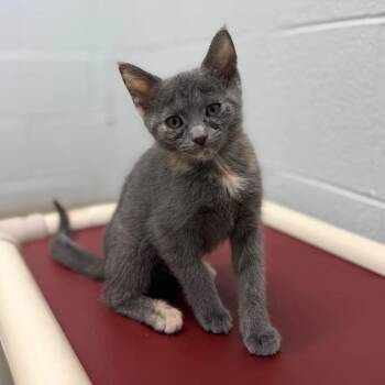 Domestic Short Hair Cats Available for Adoption in Marshall, Virginia - Sparrow | PetCurious