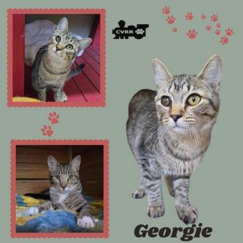Georgie (Kitten) -  Tabby Cat for Adoption in Lindsay, California - Georgie (Kitten) | PetCurious