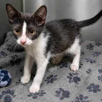 Baby Betty -  Domestic Short Hair Cat for Adoption in Austin, Texas - Baby Betty | PetCurious