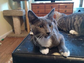 Rescue Domestic Short Hair Cats for Adoption in Battle Ground, Washington - Journey | PetCurious