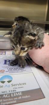 Rescue Tabby Cats for Adoption in Nacogdoches, Texas - Ember | PetCurious